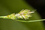 Florida sedge